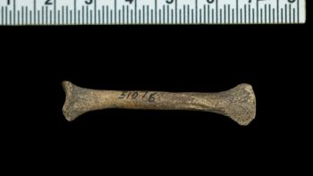 Media type: image;   Mammalogy 51076 Description: Left radius.;